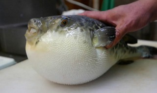 杀河豚正确方法 怎么杀河豚