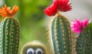 仙人掌多久开一次花 仙人掌什么时候开花