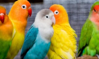 养鹦鹉技巧 如何养鹦鹉