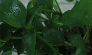 长藤花打理方法 如何打理长藤花