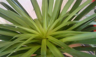 龙须树怎么养 养龙须树方法