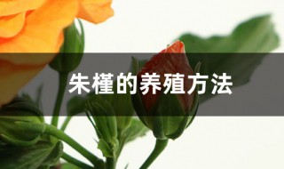 朱槿花培植方法 朱槿的养殖方法介绍