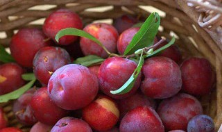 吃李子正确方法 李子的四种吃法