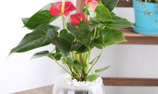 红掌水培制作方法 红掌怎么水培养殖