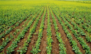 养生油菜种植方法 油菜种植方法介绍