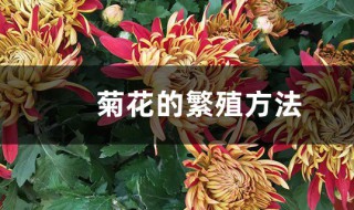 菊花的繁殖方法 菊花如何繁殖