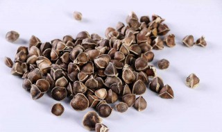 辣木籽是什么 辣木籽的功效与作用