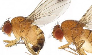 果蝇去除小窍门 果蝇去除小妙招