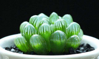 好看又好养的植物 好看又好养的植物有什么