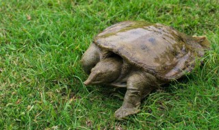 活甲鱼怎么保存 怎么保存甲鱼时间长