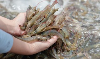 活海虾怎么保存 如何保存虾