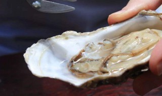 生海蛎子怎么保存 保存生海蛎的小妙招