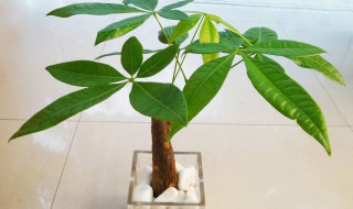 发财树剪根方法 发财树剪根方法介绍
