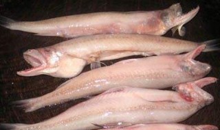 怎么做九头鱼 九头鱼的做法