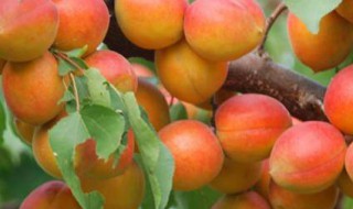 杏树的冬剪方法 修剪杏树的窍门