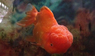 红帽鱼养殖方法 红帽鱼怎么养