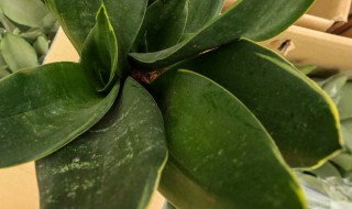虎皮兰翻盆方法 怎么给虎皮兰换盆