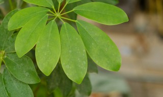 鸭掌花养殖方法 养殖鸭掌花的妙招