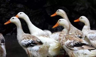 养鸭技术和方法 养鸭技术和方法有什么