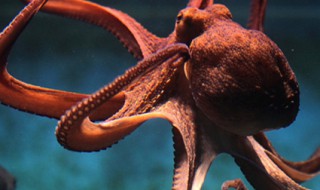 八爪鱼养殖方法 养殖八爪鱼的方法