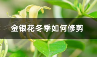 金银花冬剪技巧 金银花冬季如何修剪