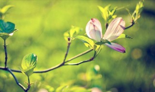 一句话春天的美句 赞美春天的句子话