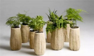 小花盆适合种什么绿植 适合小花盆的绿植种类