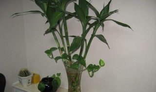 屋里适合养什么花最好 适合在家里养的花有哪些