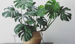 卧室适合放什么盆栽 龟背竹适合放在卧室吗