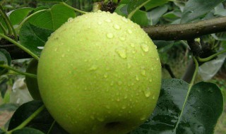 梦到梨是什么意思 梦到梨的寓意分享