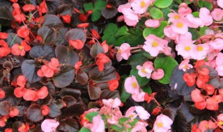 竹节海棠适合卧室养吗 竹节海棠的简单介绍