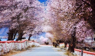 描写十里桃花的句子 描写十里桃花的优美诗句