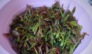 香椿怎么保存腌制 香椿保存腌制的方法