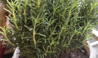 迷迭香怎么保存 迷迭香保存方法