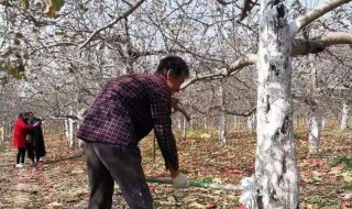 苹果树涂杆方法 涂上有什么好处