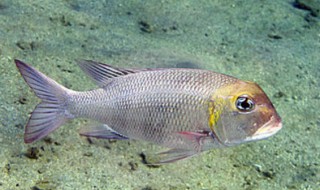 皇帝鱼养殖方法 皇帝鱼如何养殖