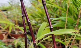 紫角竹养殖方法 紫角竹养殖方法以及注意事项