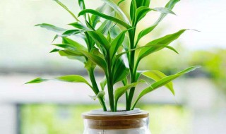 卧室适合放什么花 卧室适合放的花的种类