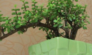 金枝玉叶适合放哪里 金枝玉叶放哪里好