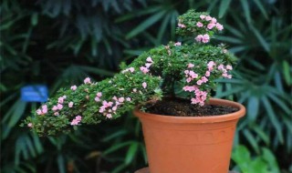 适合冬天养的植物 适合冬天养的九种植物