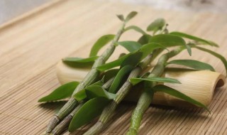 石斛不适合什么人吃 不适合吃石斛的5种人介绍