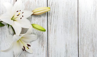 百合适合什么季节种植 百合花应该在什么季节种