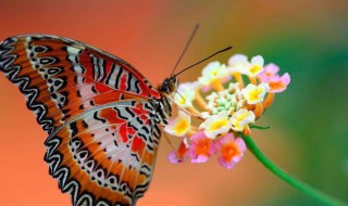 关于蝴蝶温柔的句子 描写蝴蝶的句子范例