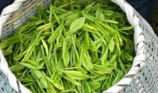 新鲜茶叶怎么保存 新鲜茶叶的保存方法