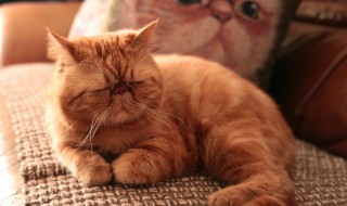 最不爱动的猫是什么猫 加菲猫介绍