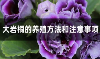 大岩桐的养殖方法 大岩桐的养殖方法和注意事项