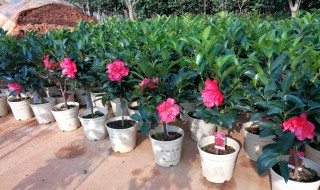 茶花浇水的好方法 茶花各季节的浇水方法