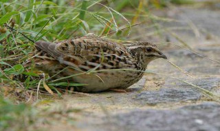 鹌鹑的养殖方法 鹌鹑养殖技术介绍