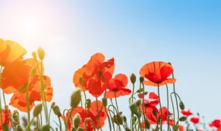 牡丹种植方法 如何种植牡丹