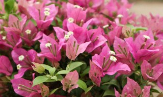 三角梅养殖方法 三角梅如何养殖